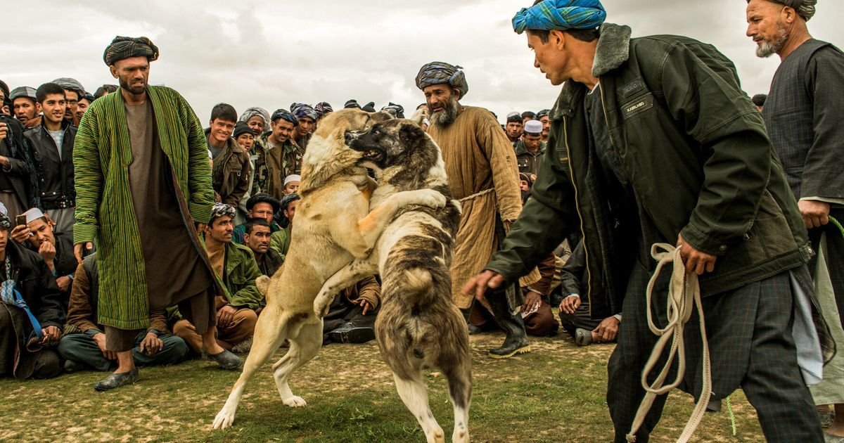 Afghan Kuchi Dog